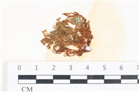 藏品(網胰藻)的圖片