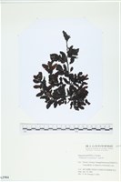 藏品(厚葉馬尾藻)的圖片