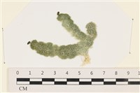 藏品(瘤枝藻)的圖片