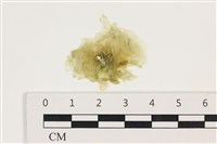 藏品(茶花石蓴, 牡丹菜)的圖片