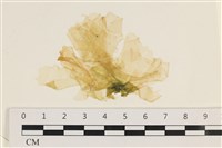 藏品(大石蓴, 石蓴)的圖片