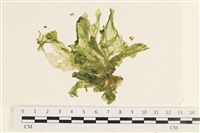 藏品(大石蓴, 石蓴)的圖片