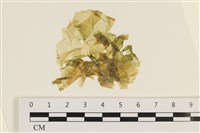 藏品(大石蓴, 石蓴)的圖片