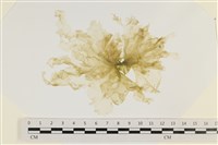 藏品(大石蓴, 石蓴)的圖片