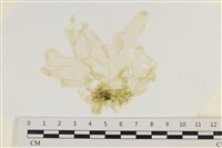 藏品(大石蓴, 石蓴)的圖片