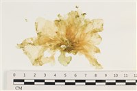 藏品(大石蓴, 石蓴)的圖片