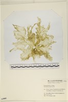 藏品(大石蓴, 石蓴)的圖片