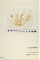 藏品(石蓴)的圖片