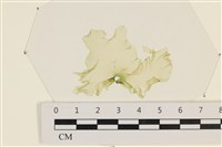 藏品(石蓴)的圖片