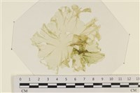 藏品(石蓴)的圖片