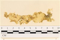 藏品(石蓴)的圖片