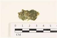 藏品(法囊藻)的圖片