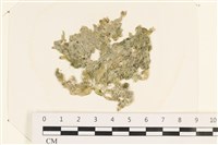 藏品(法囊藻)的圖片