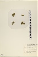 藏品(法囊藻)的圖片