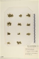 藏品(法囊藻)的圖片