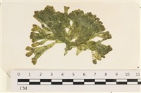 藏品(法囊藻)的圖片