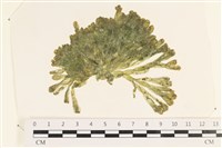 藏品(法囊藻)的圖片