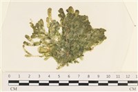 藏品(法囊藻)的圖片