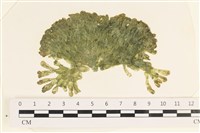 藏品(法囊藻)的圖片