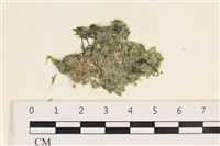 藏品(法囊藻)的圖片