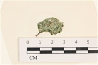 藏品(法囊藻)的圖片