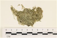 藏品(指枝藻)的圖片