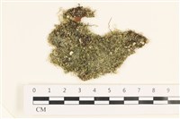 藏品(指枝藻)的圖片