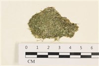 藏品(指枝藻)的圖片