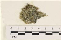 藏品(指枝藻)的圖片