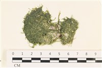 藏品(指枝藻)的圖片