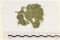 藏品(指枝藻)的圖片