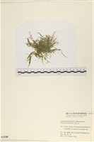 藏品(指枝藻)的圖片