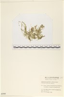 藏品(指枝藻)的圖片