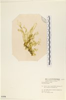 藏品(長片石蓴, 裂片石蓴)的圖片