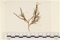 藏品(小毛孢藻, 小鹿角苔)的圖片