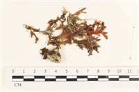 藏品(指枝藻)的圖片