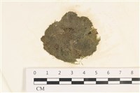 藏品(指枝藻)的圖片