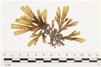 藏品(網目藻)的圖片