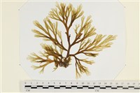 藏品(厚緣藻)的圖片