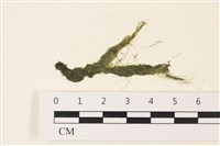 藏品(偏列羽藻)的圖片