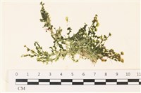 藏品(盾葉蕨藻)的圖片