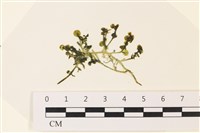 藏品(盾葉蕨藻)的圖片