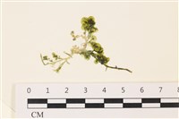 藏品(盾葉蕨藻)的圖片