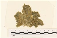 藏品(伸展剛毛藻)的圖片