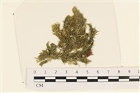 藏品(伸展剛毛藻)的圖片