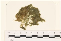 藏品(伸展剛毛藻)的圖片