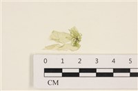 藏品(石髮)的圖片