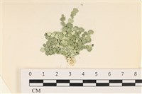 藏品(仙掌藻, 海仙人掌)的圖片