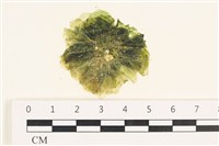 藏品(茶花石蓴, 牡丹菜)的圖片