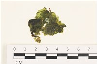 藏品(茶花石蓴, 牡丹菜)的圖片